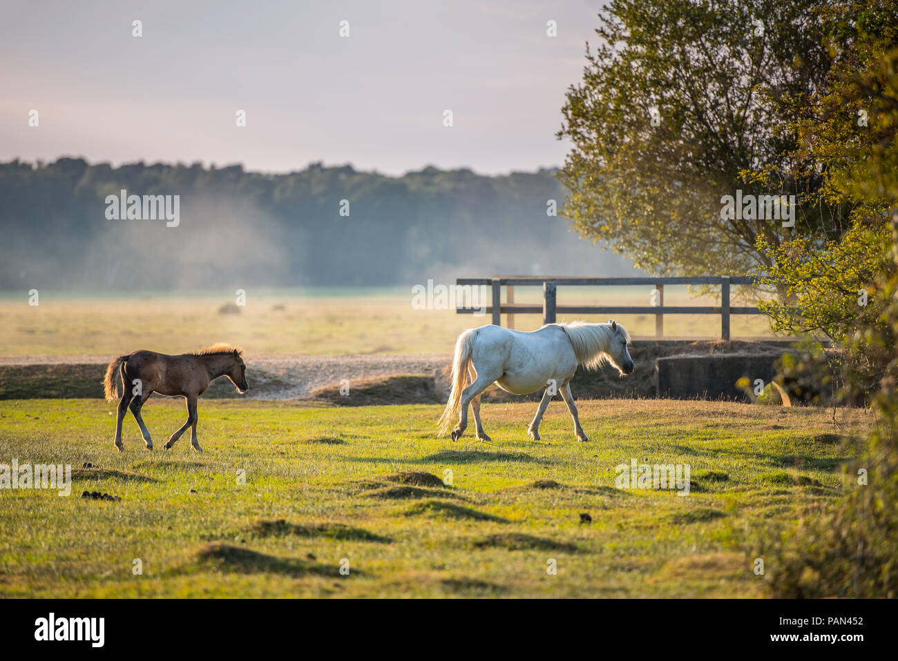 Neuwaldponys in Brockenhurst Stockfoto