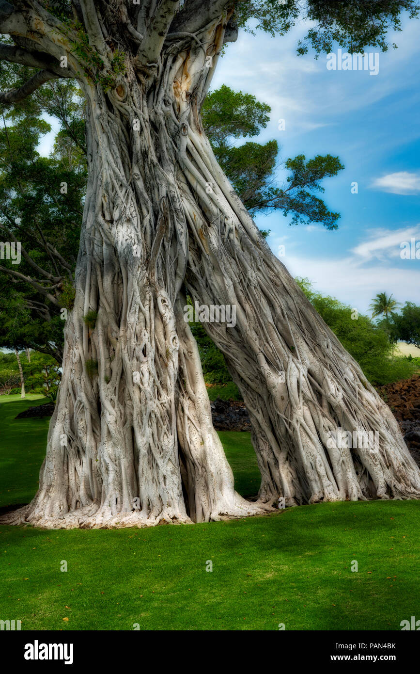 Bodhi Baum. Mauna Lani fahren. Hawaii, Big Island Stockfoto