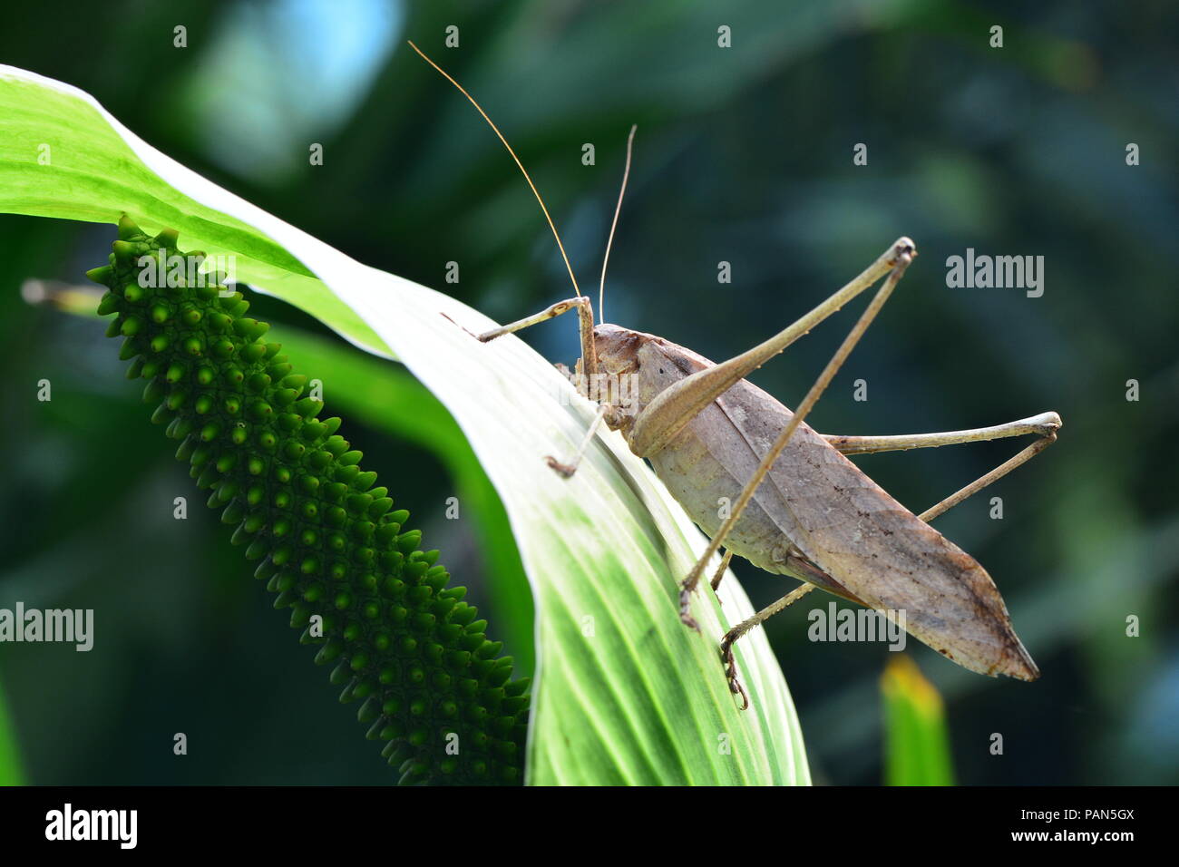 Langbeinige katydid erforscht die Gärten Stockfoto