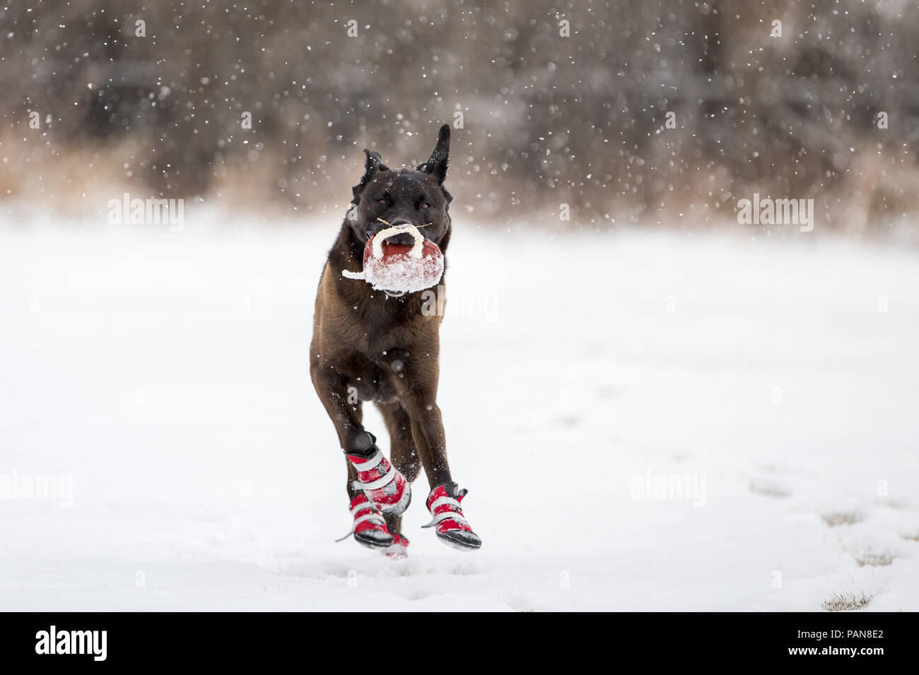 Schäferhund mix Hund mit Stiefeln auf dem Laufen im Schnee mit Spielzeug in den Mund Stockfoto