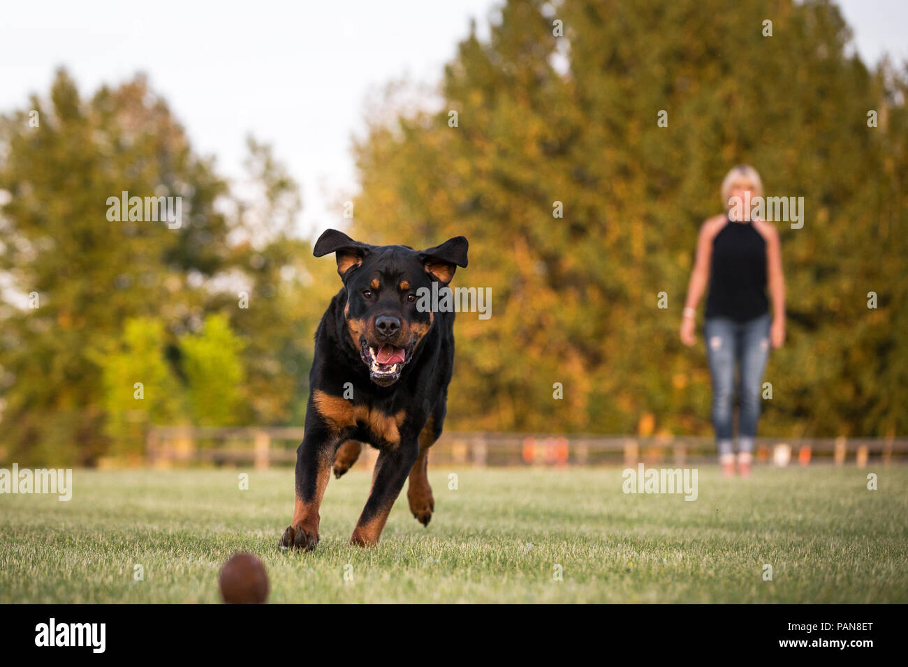 Rottweiler Hund spielen mit Frau im Gras holen Stockfoto