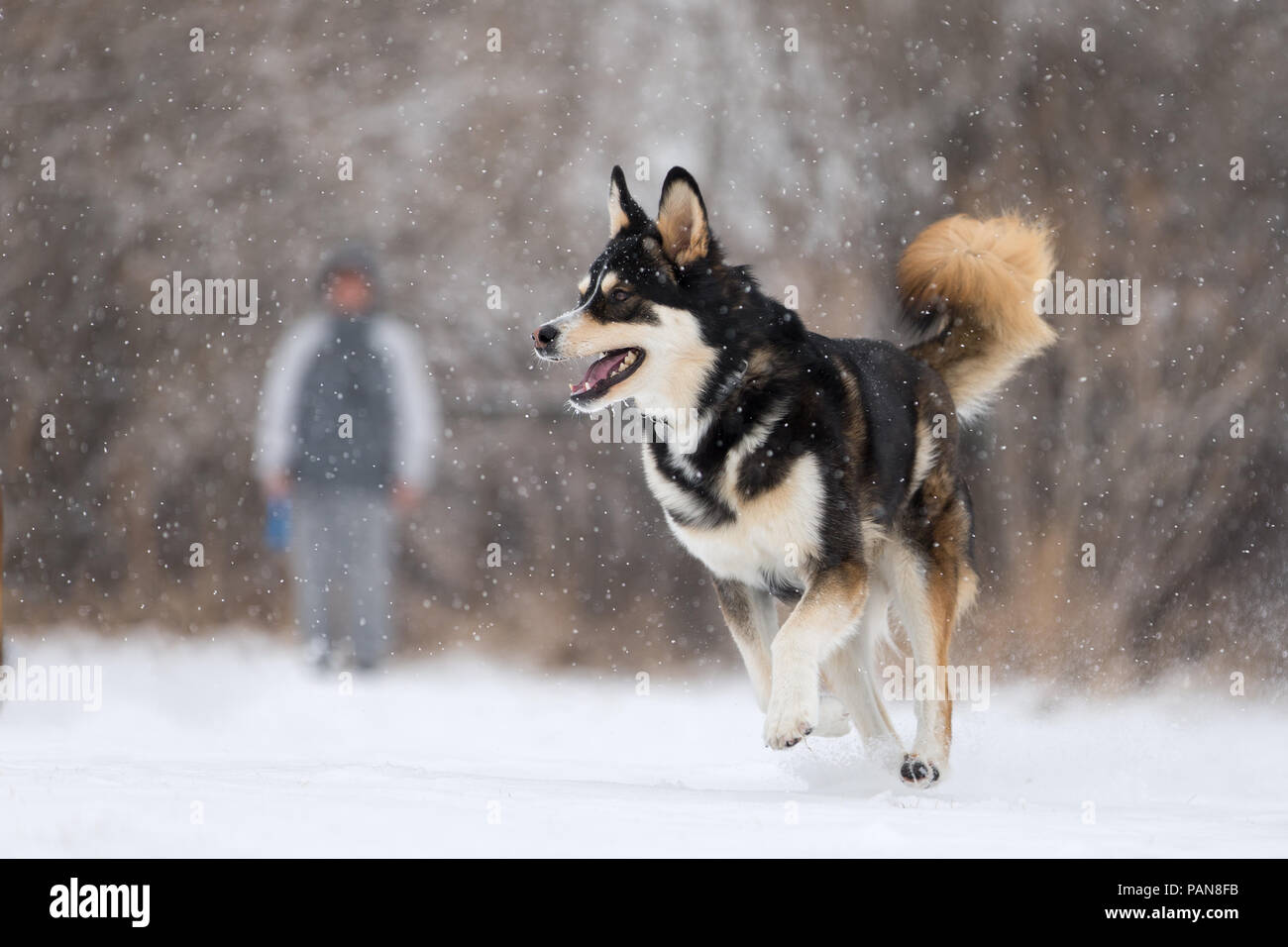 Husky mix Hund läuft bei Schneefall auf Anbauflächen Stockfoto