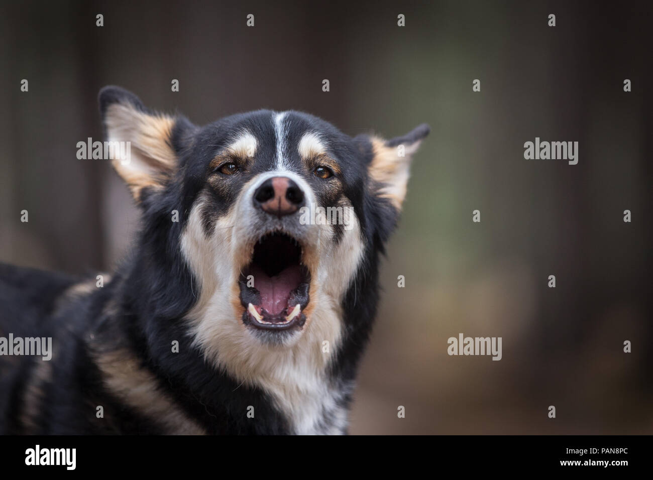 Husky mix Hund bellt im Wald Stockfoto
