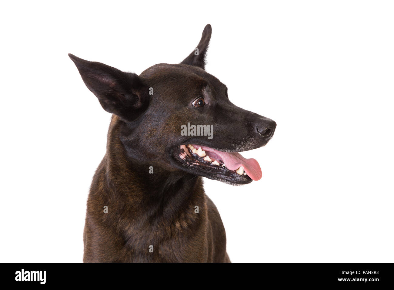 Aus brauner Hund mit großen Ohren im Studio betonten Stockfoto
