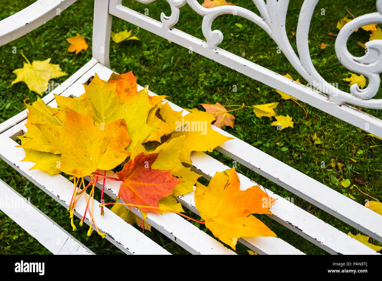 Herbst Ahorn Blätter auf Holzbank im Park. Vergessen Blumenstrauß aus farbenfrohen rote, orange, gelbe Blätter. Herbst Farben in der Natur. Stockfoto