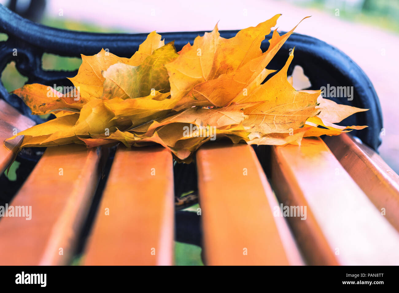 Herbst Ahorn Blätter auf Holzbank im Park. Vergessen Blumenstrauß aus farbenfrohen rote, orange, gelbe Blätter. Herbst Farben in der Natur. Stockfoto