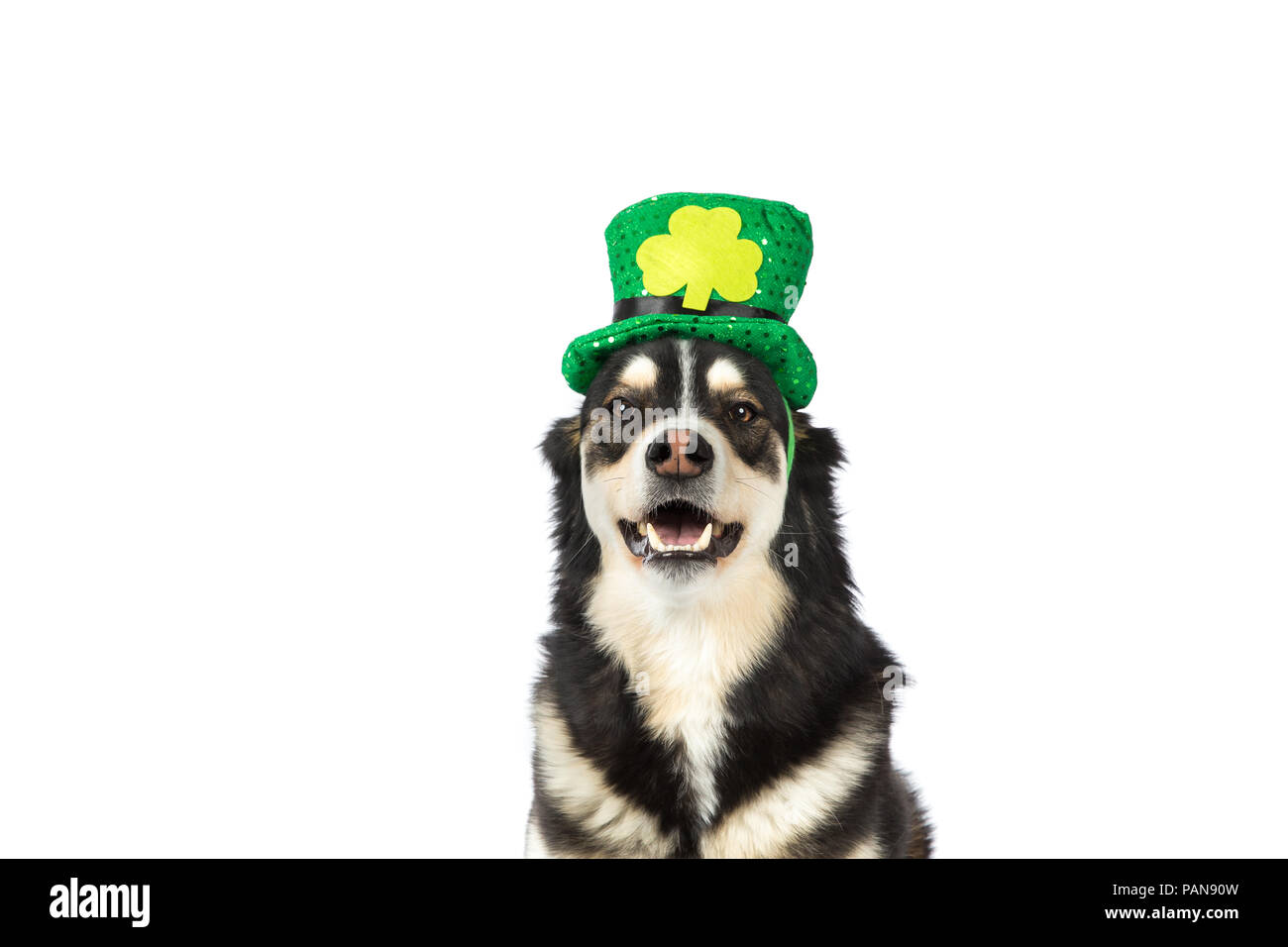 Husky Hund tragen St Patrick's Day hat im Studio Stockfoto