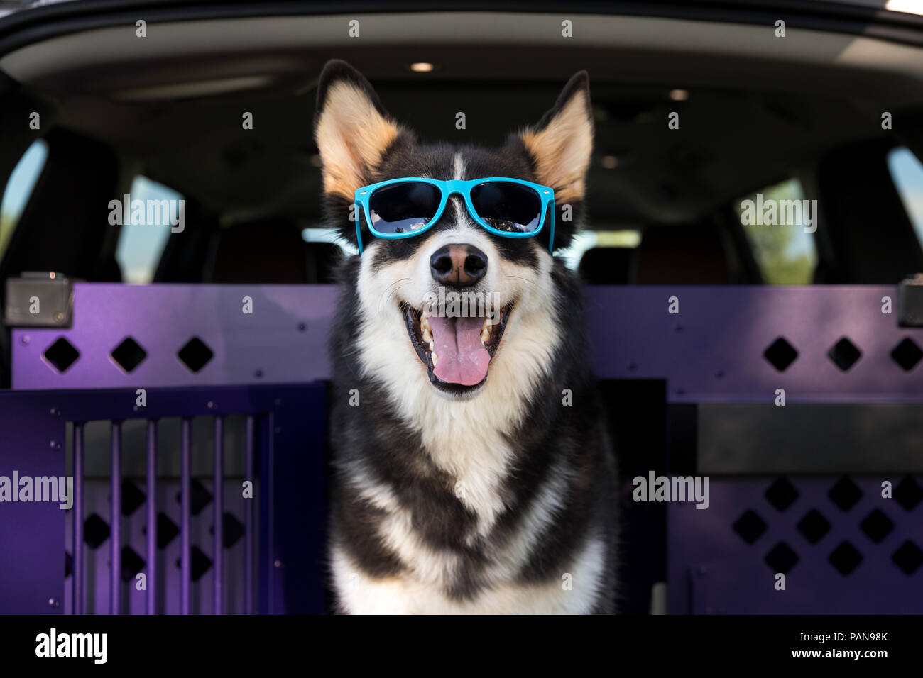 Husky Hund trägt blaue Sonnenbrille in einer Kiste in einem Van Stockfoto