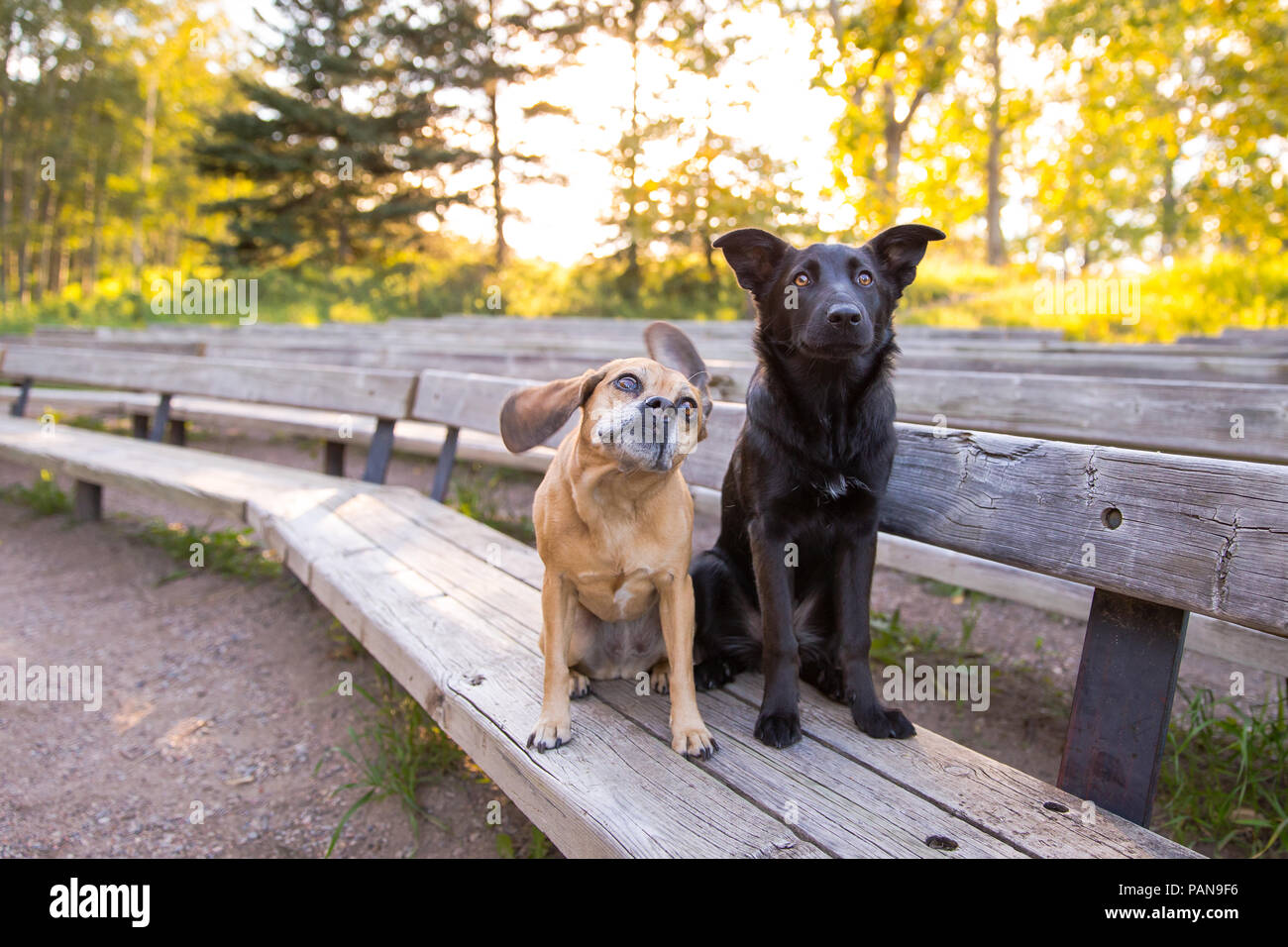 Mops Hund schütteln den Kopf auf der Bank neben dem schwarzen Hund in einem Park Stockfoto