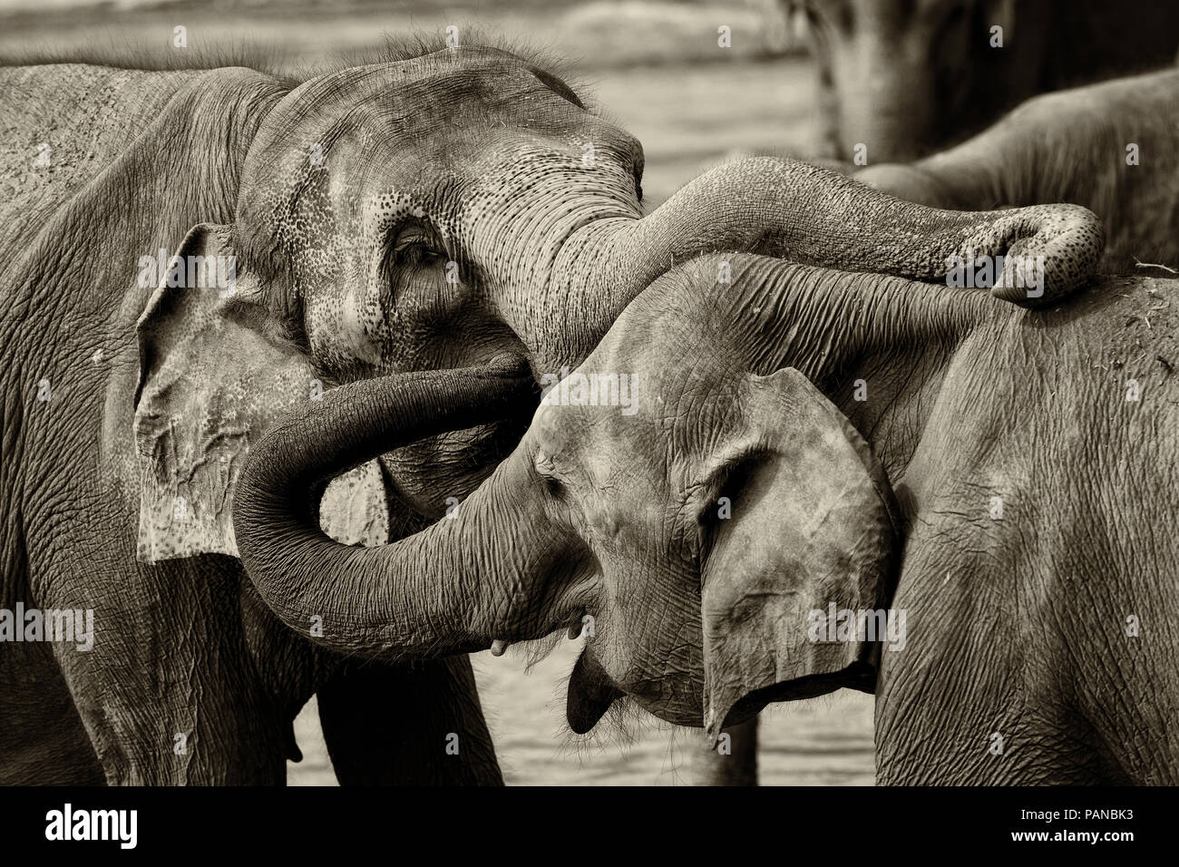 Sri Lankan Elefant - Elephas Maximus Maximus, Sri Lanka, iconic Säugetier aus Asien. Stockfoto