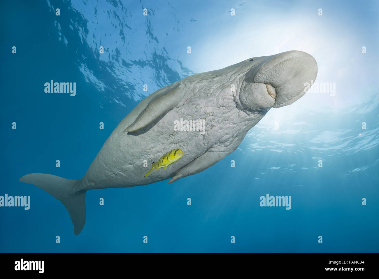 Dugong oder Seekuh (Dugong dugon) schwimmt unter der Oberfläche des blauen Wasser Stockfoto