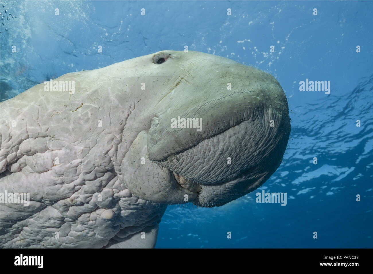 Portrait von dugong oder Seekuh (Dugong dugon) schwimmt unter der Oberfläche des blauen Wasser Stockfoto