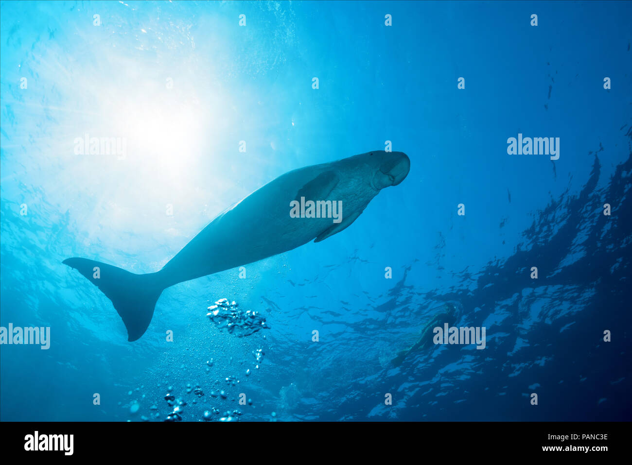Dugong oder Seekuh (Dugong dugon) schwimmt unter der Oberfläche des blauen Wasser Stockfoto