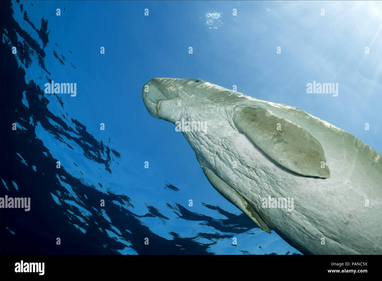 Dugong oder Seekuh (Dugong dugon) schwimmt unter der Oberfläche des blauen Wasser Stockfoto