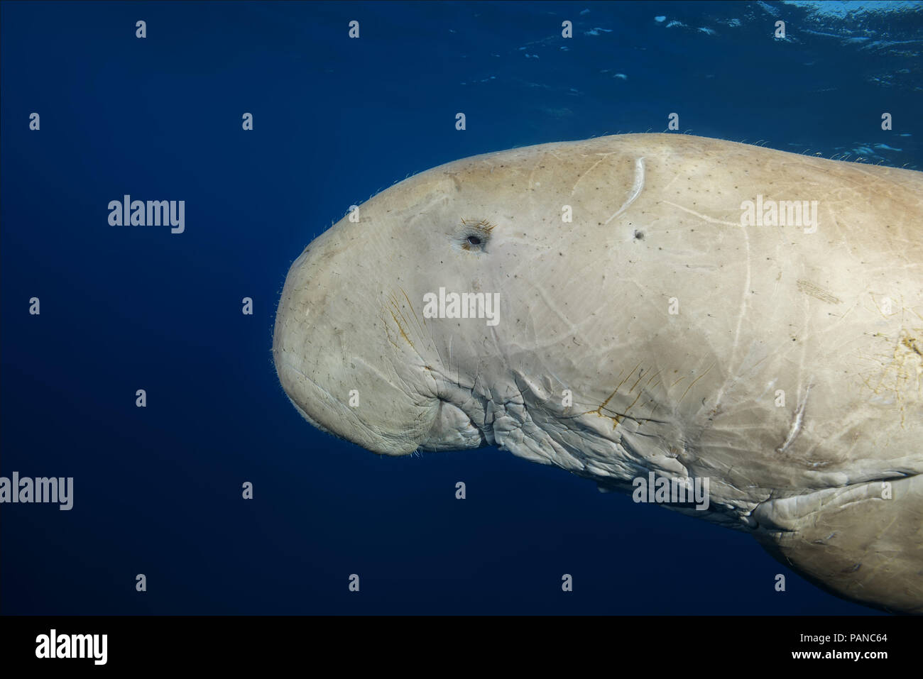 Portrait von dugong oder Seekuh (Dugong dugon) schwimmt unter der Oberfläche des blauen Wasser Stockfoto
