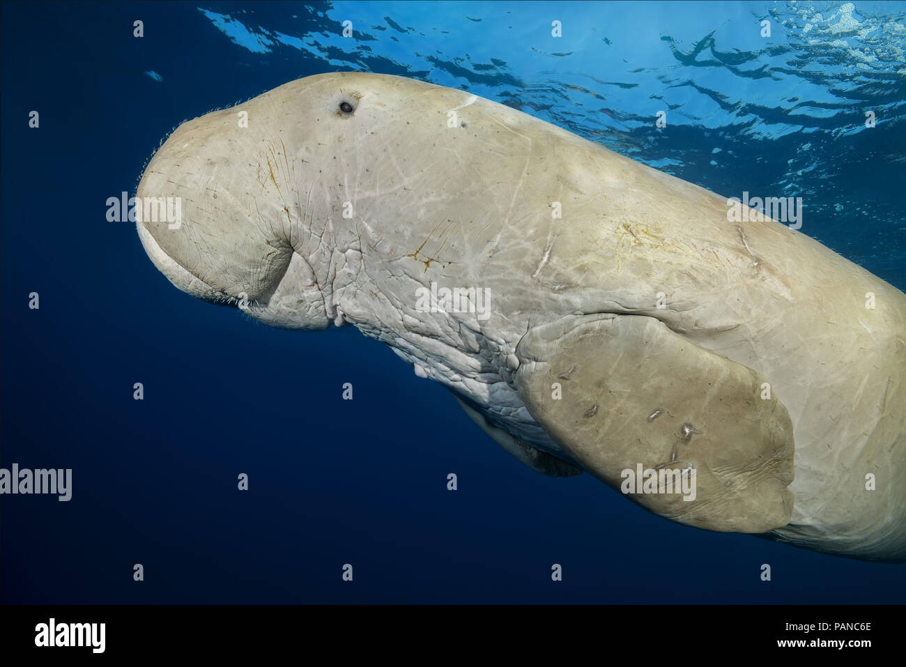 Portrait von dugong oder Seekuh (Dugong dugon) schwimmt unter der Oberfläche des blauen Wasser Stockfoto
