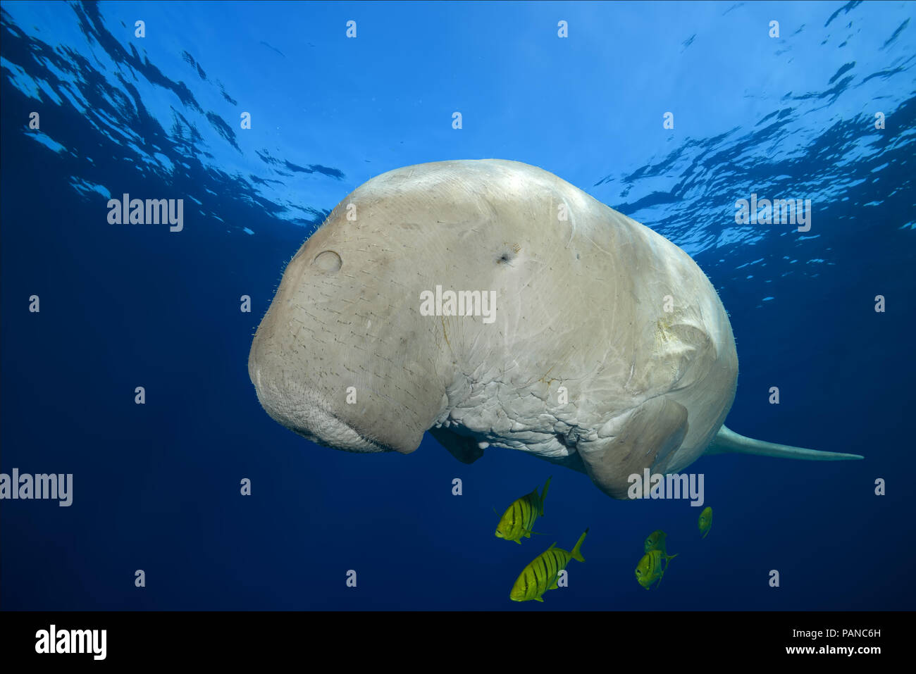 Portrait von dugong oder Seekuh (Dugong dugon) schwimmt unter der Oberfläche des blauen Wasser Stockfoto