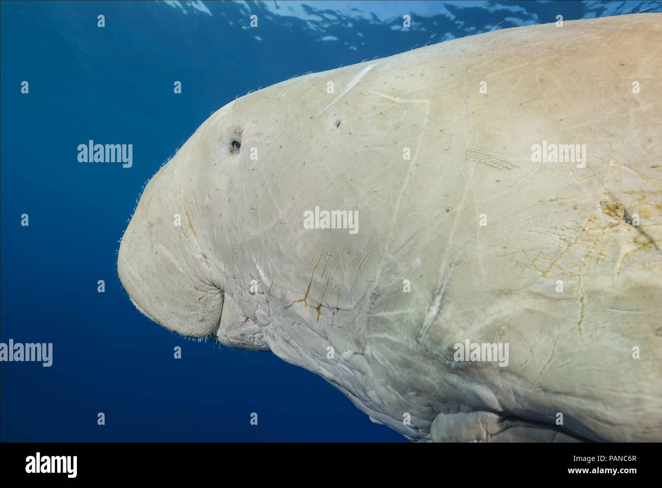 Portrait von dugong oder Seekuh (Dugong dugon) schwimmt unter der Oberfläche des blauen Wasser Stockfoto