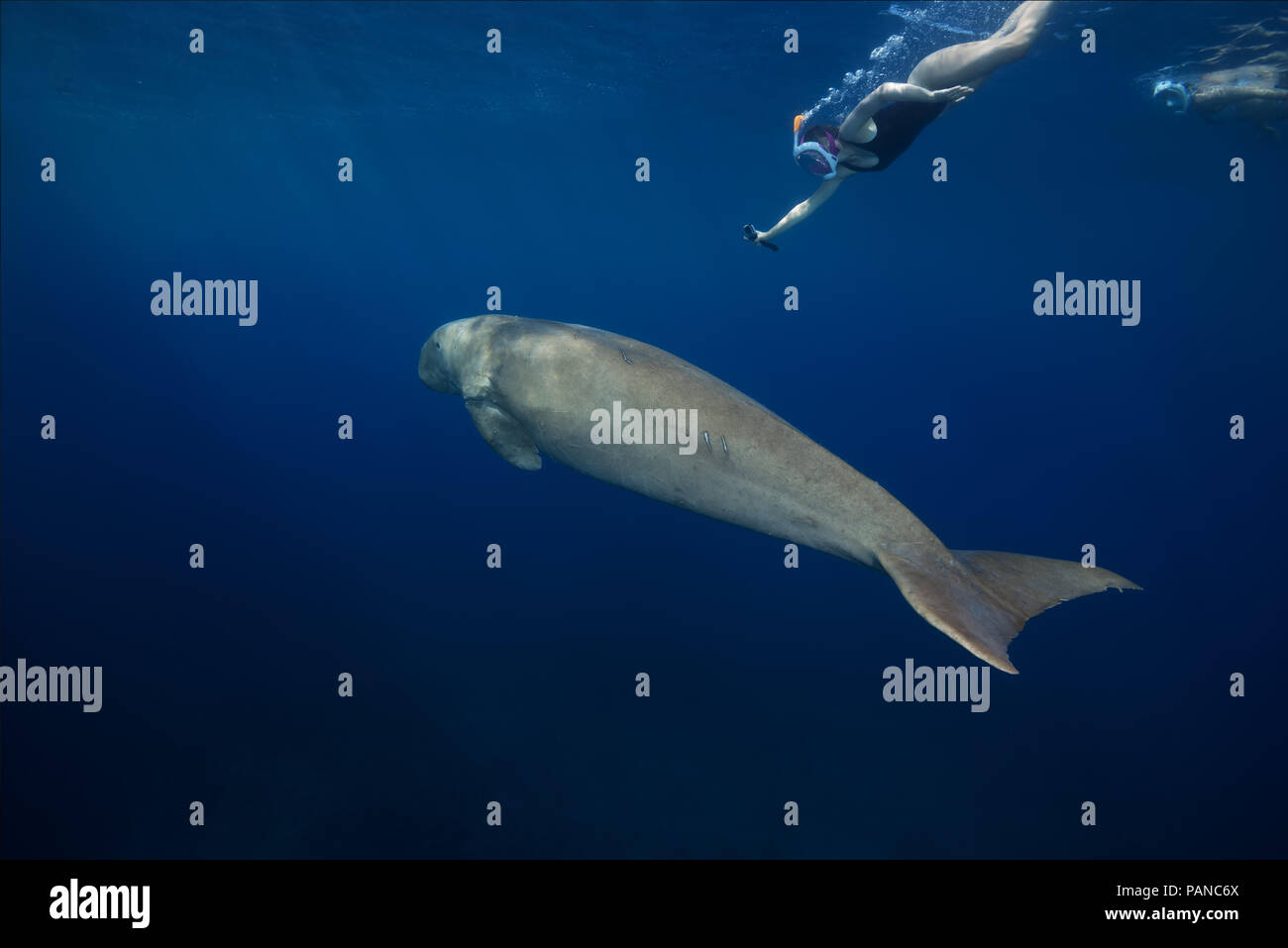 Touristen betrachten Dugong oder Seekuh (Dugong dugon) schwimmt unter der Oberfläche des blauen Wasser Stockfoto