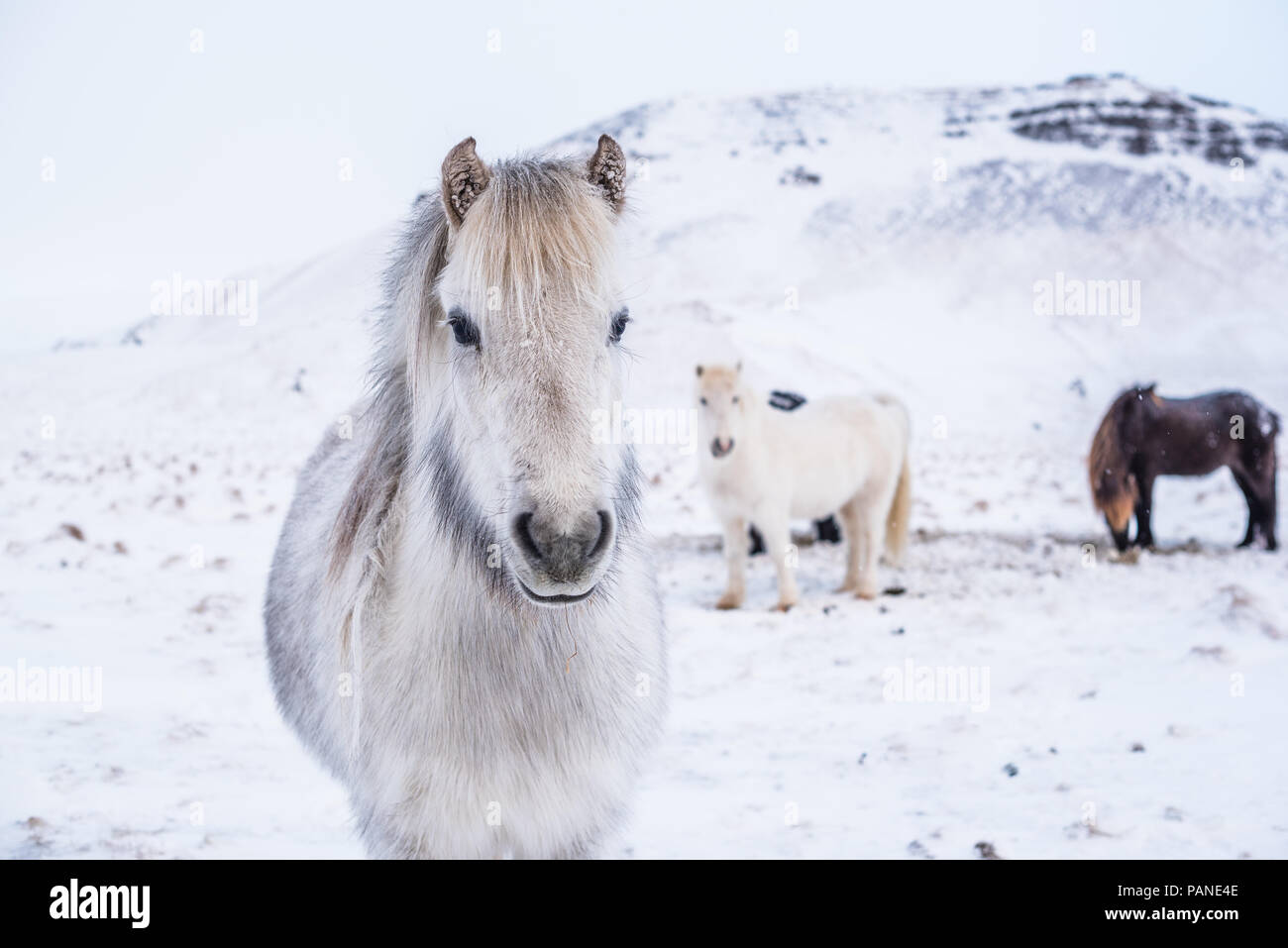 Weiß Islandpferd im Schnee Feld Stockfoto