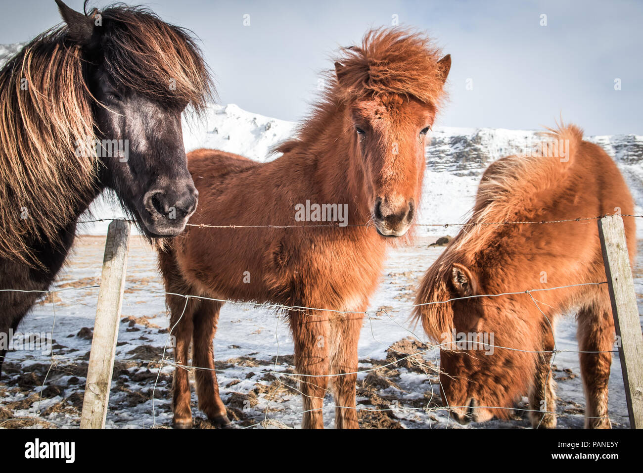 Drei Isländischen Pferde hinter einem Zaun Stockfoto