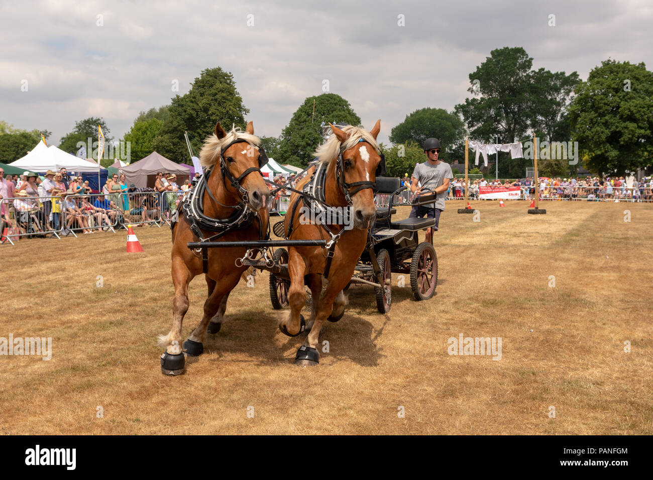 Chariot Rennen mit schweren Pferde auf einem Volksfest in Hampshire im Sommer Stockfoto