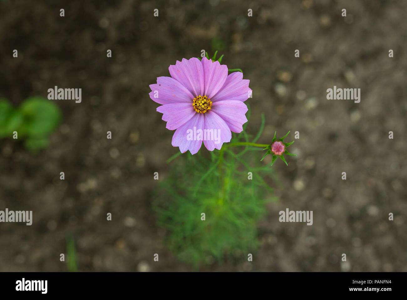 Die erste wildflower Bloom der Saison hat. Stockfoto