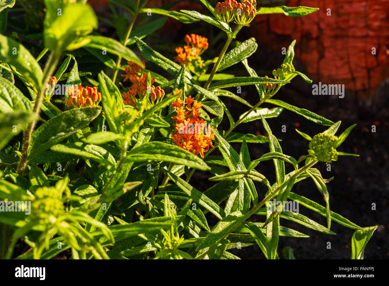 Die orange Flieder im Garten in der Morgendämmerung Stockfoto