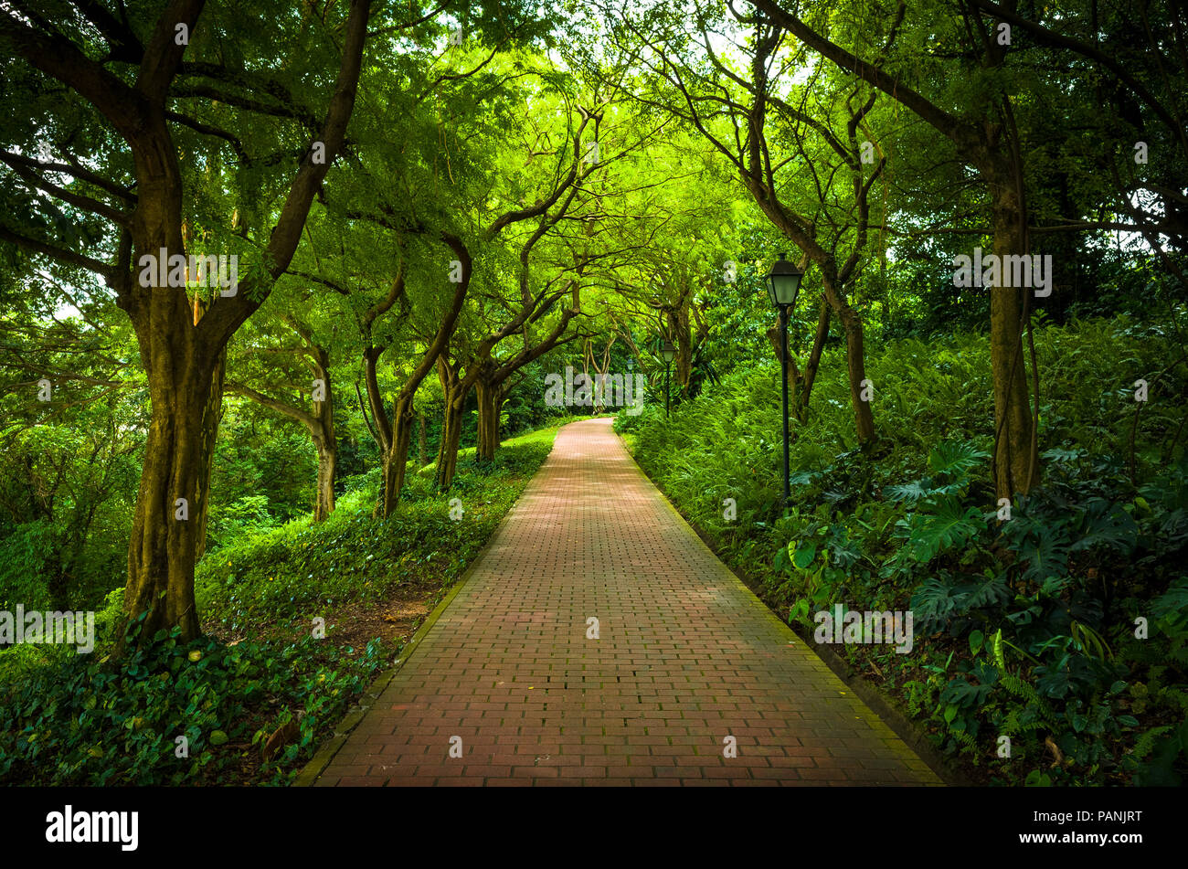 Von Bäumen gesäumten Ziegelstein Weg durch den Wald an der Fort Canning Park, einer der Singapur öffentliche Grünflächen. Stockfoto