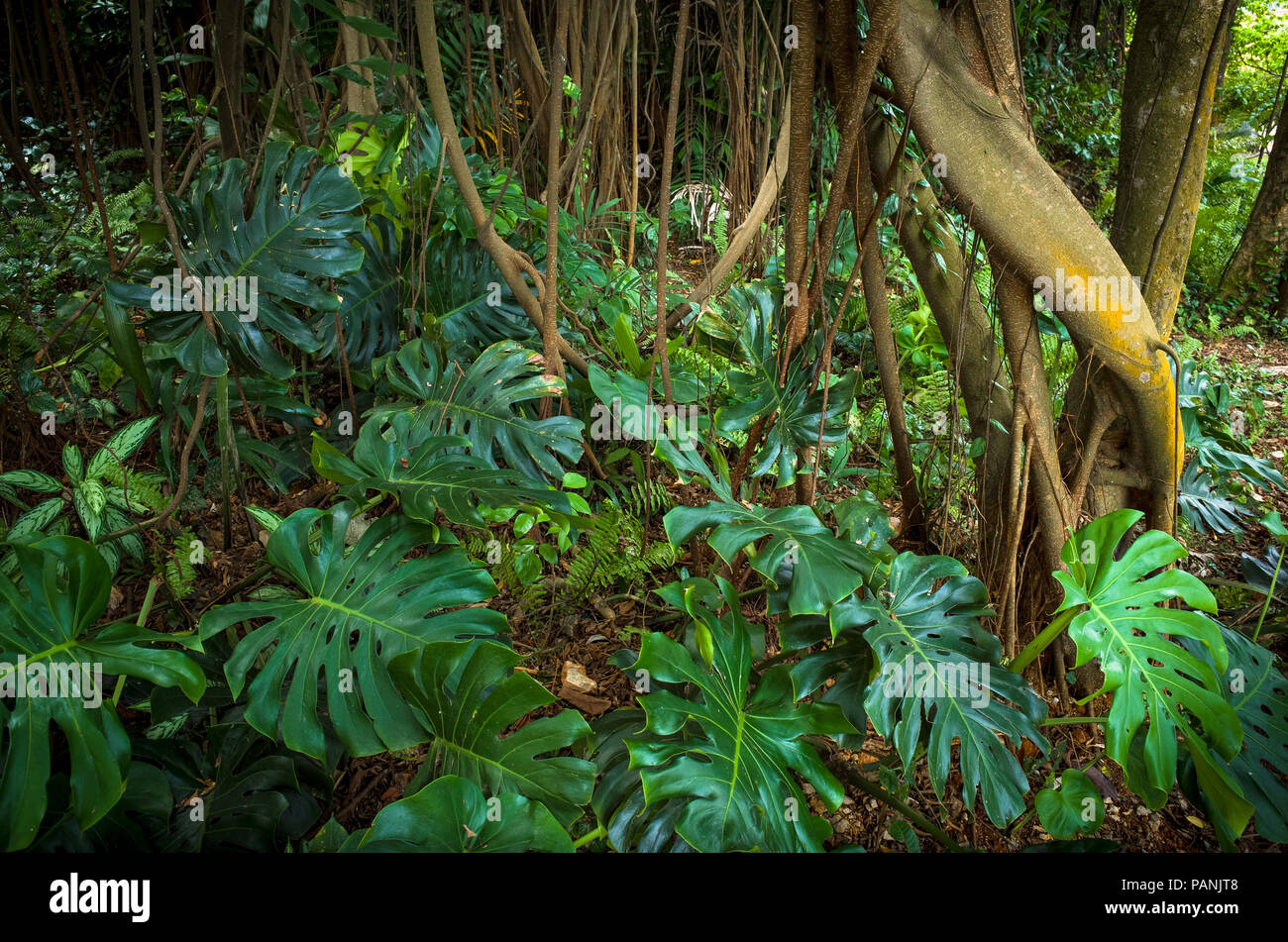 Tropische Reben und Baumwurzeln mit üppigen breiten Blättern Pflanzen - Fort Canning Park, Singapur Stockfoto