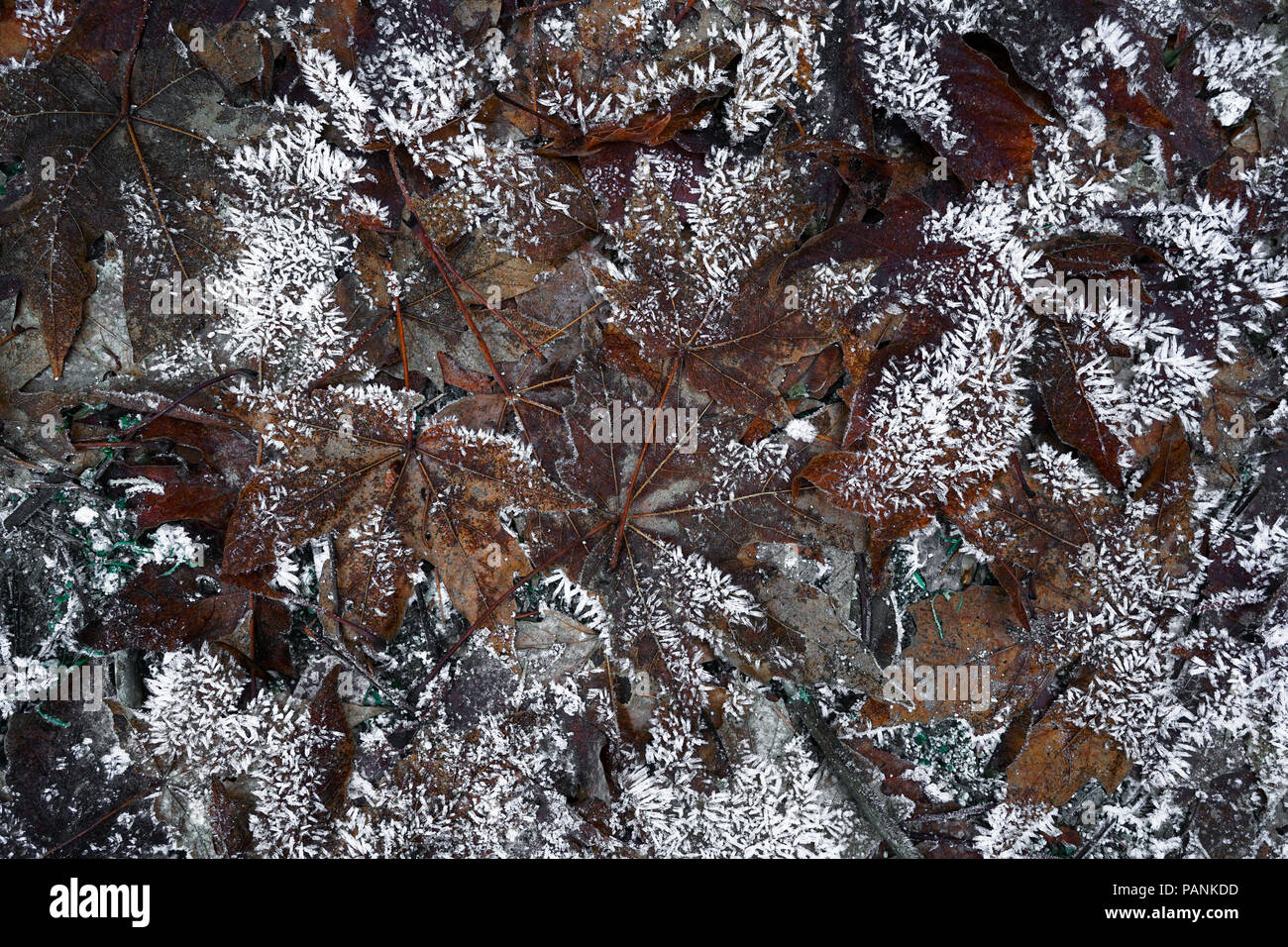 Gefrorene ahorn Blätter und Eiszapfen an einem winterlichen Wald - Mirror Lake Wanderung, Yosemite National Park Stockfoto