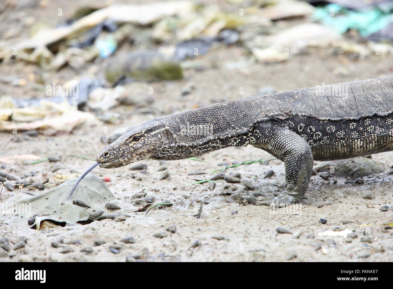 Gemeinsame Wasser Monitor (Varanus Salvator macromaculatus) in Sabah, Borneo, Malaysia Stockfoto
