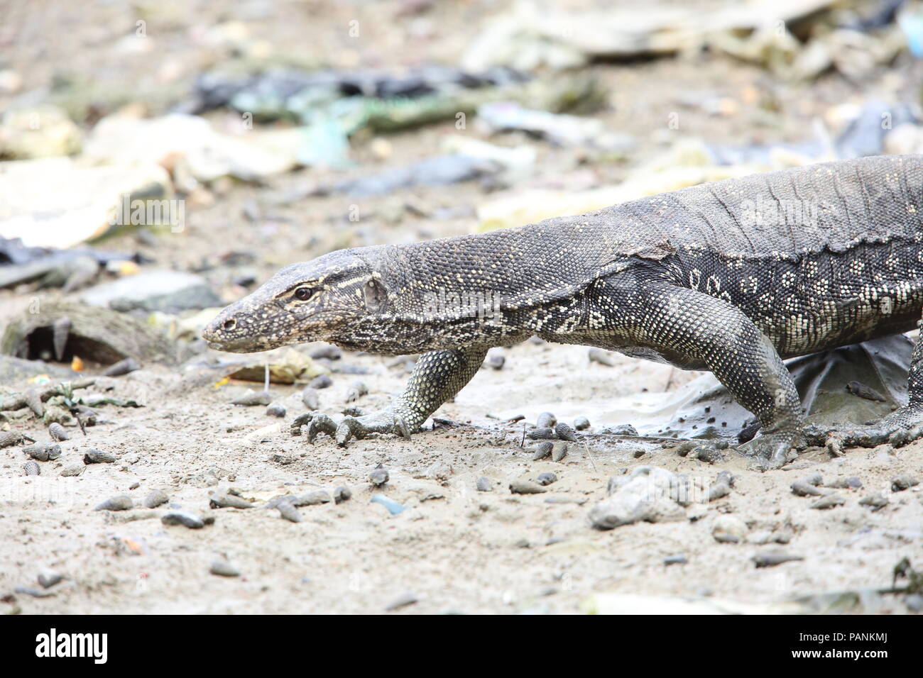 Gemeinsame Wasser Monitor (Varanus Salvator macromaculatus) in Sabah, Borneo, Malaysia Stockfoto
