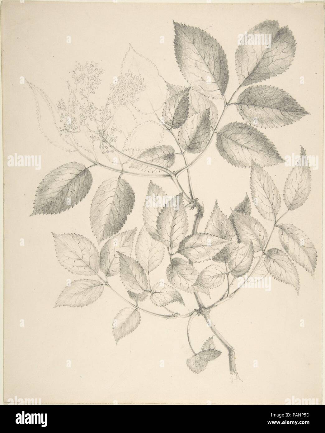 Blätter und Blüten. Artist: Anonyme, Briten, 19. Maße: Blatt: 11 13/16 x 9 7/16 in. (30 × 24 cm). Datum: 19. Museum: Metropolitan Museum of Art, New York, USA. Stockfoto