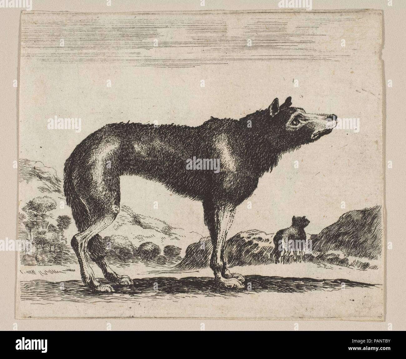 Platte20: Wolf, von "Verschiedene Tiere (Diversi Animali). Artist: Nach Stefano Della Bella (Italienisch, Florenz 1610-1664 Florenz). Abmessungen: Blatt (getrimmte): 3 3/8 x 4 1/16 in. (8,6 × 10,3 cm). Grafiker: Anonym, 17. Serie/Portfolio: "Verschiedene Tiere (Diversi Animali). Datum: nach 1641. Museum: Metropolitan Museum of Art, New York, USA. Stockfoto