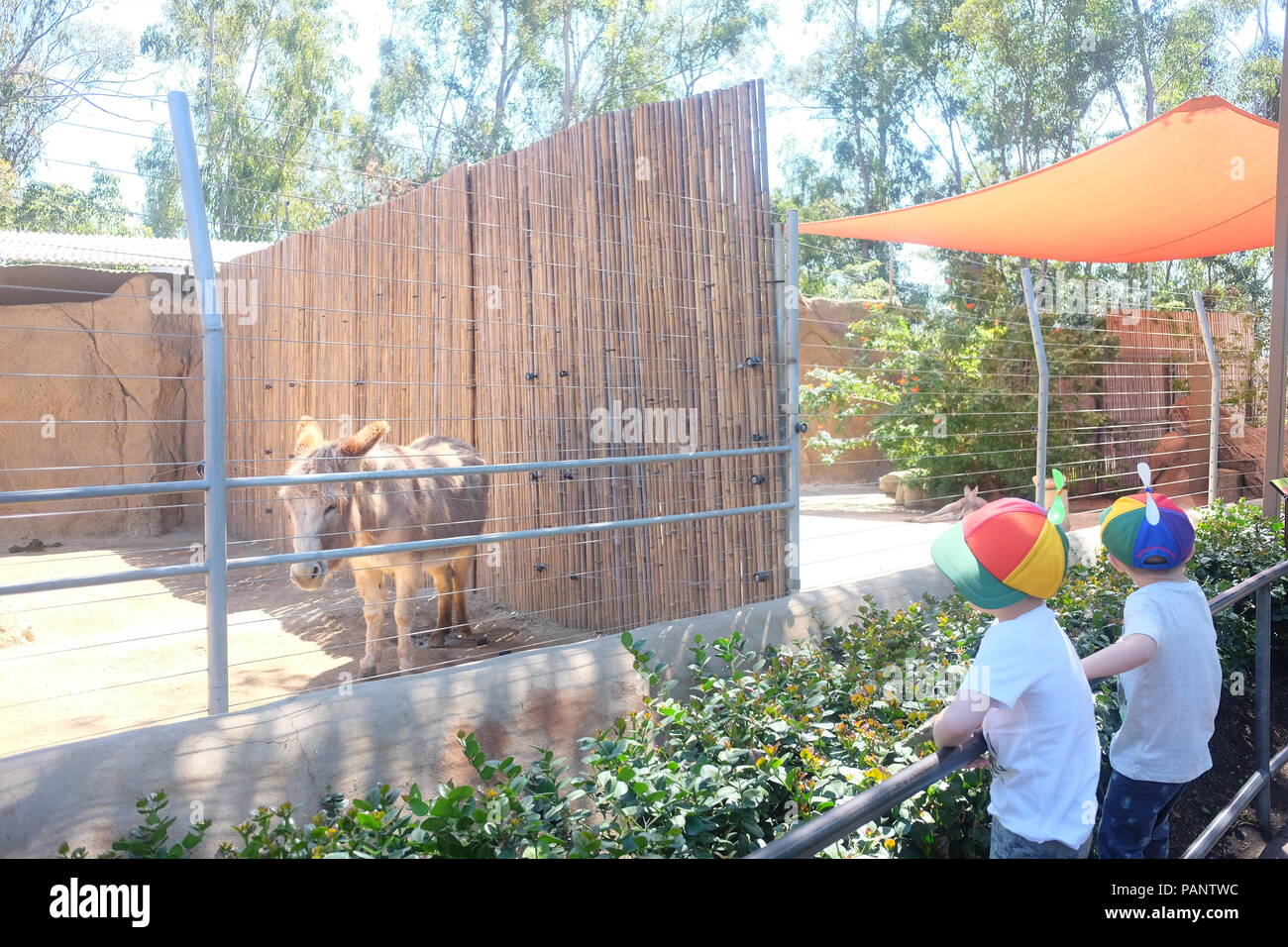 Ein Esel und zwei Kindern mit Regenbogenfarbenen hat im Zoo von San Diego Stockfoto