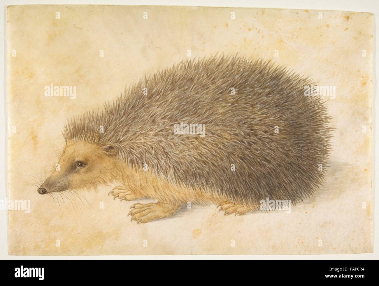 Ein Igel (Erinaceus roumanicus). Künstler: Hans Hoffmann (Deutsch, Nürnberg Ca. -1591/1592 1545/1550 Prag). Maße: Blatt: 8 1/8 x 12 1/16-in. (20,7 x 30,7 cm). Datum: vor 1584. Diese liebenswerten Studie von einem Igel stammt aus der zweiten Hälfte des sechzehnten Jahrhunderts, als die detaillierte Untersuchung und Darstellung von Flora und Fauna kam mehr und mehr in den Fokus. Aufgrund der fachlichen Kompetenz erforderlich und bis ins kleinste Detail charakteristisch für ein bestimmtes Tier oder Pflanze, bestimmte Künstler, wie Hans Hoffmann und joris Hoefnagel zu replizieren entwickelt als Spezialisten in diesem Bereich. Während Hoffmann war als Stockfoto