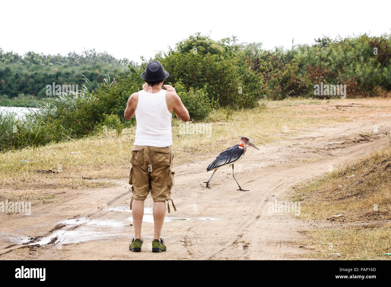 Uganda, Queen Elisabeth Nationalpark, Touist, die Bilder von einem Marabu Stockfoto