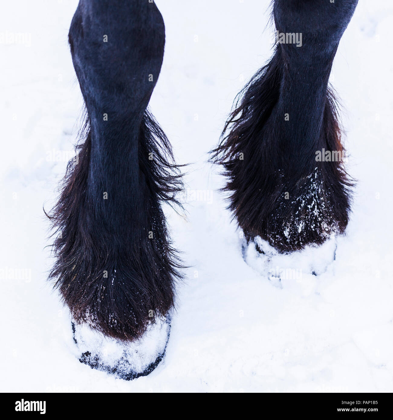 Das Friesische Pferd im Winter, Huf Stockfoto