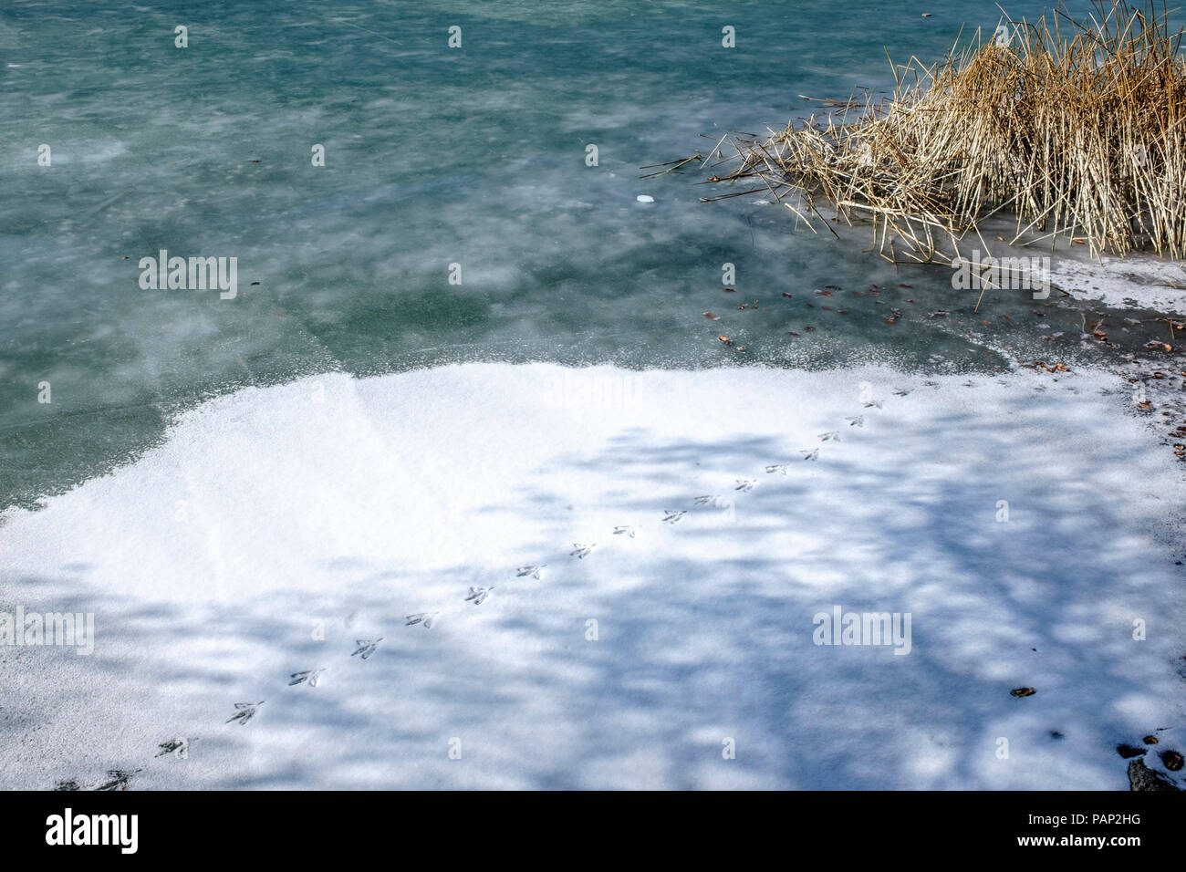 Gefrorenen See, Tierspuren im Schnee, See Stockfoto