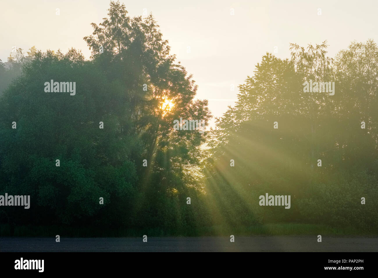 Deutschland, Bayern, Schwaben, Morgennebel bei Sonnenaufgang, Naturpark Augsburg Westliche Wälder Stockfoto