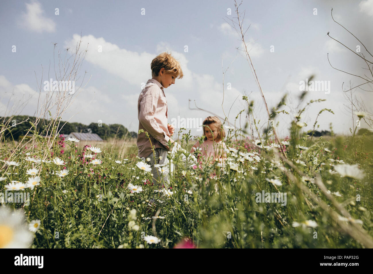 Geschwister Blumen pflücken auf einer Wiese Stockfoto