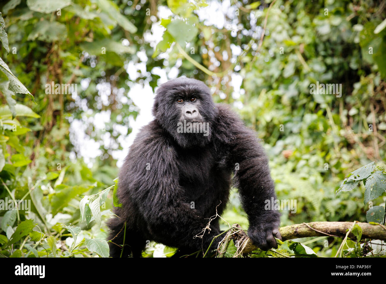 Afrika, der Demokratischen Republik Kongo, der Berggorilla im Dschungel Stockfoto