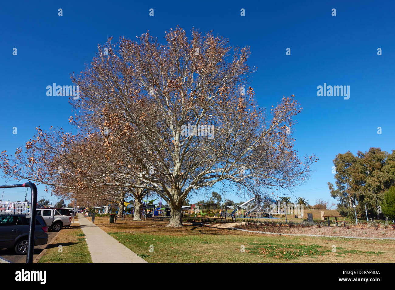 London Plane Tree in Winter mit Kinderspielplatz im Hintergrund. Den Bicentennial Park Tamworth NSW Australien. Stockfoto