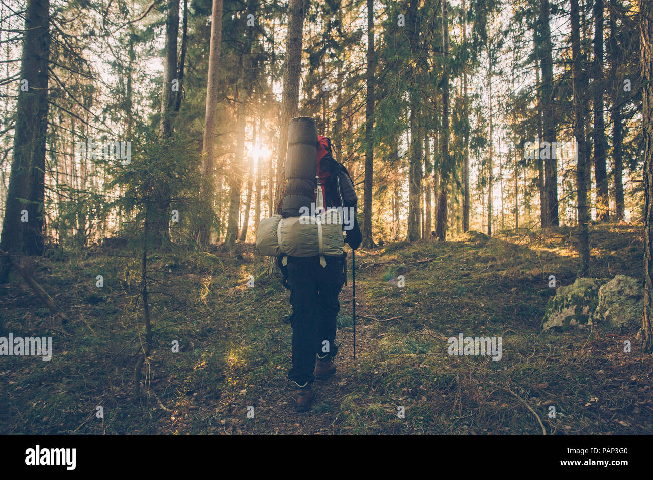 Schweden, Sodermanland, Backpacker wandern in abgelegenen Wald im Gegenlicht Stockfoto