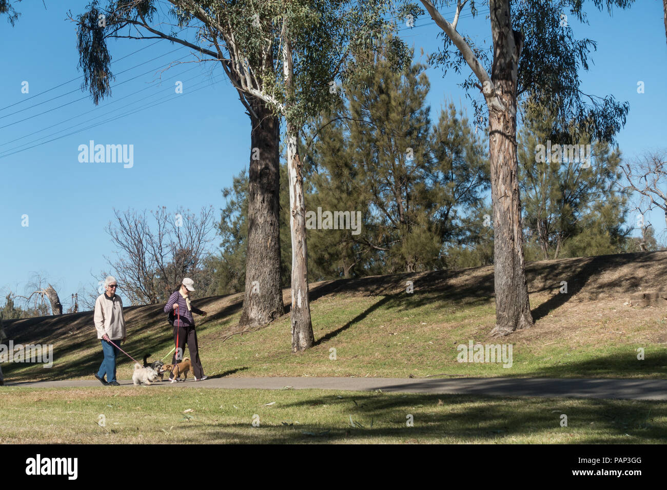 Ein älteres Ehepaar wandern ihre Hunde in den Bicentennial Park Tamworth NSW Australien. Stockfoto
