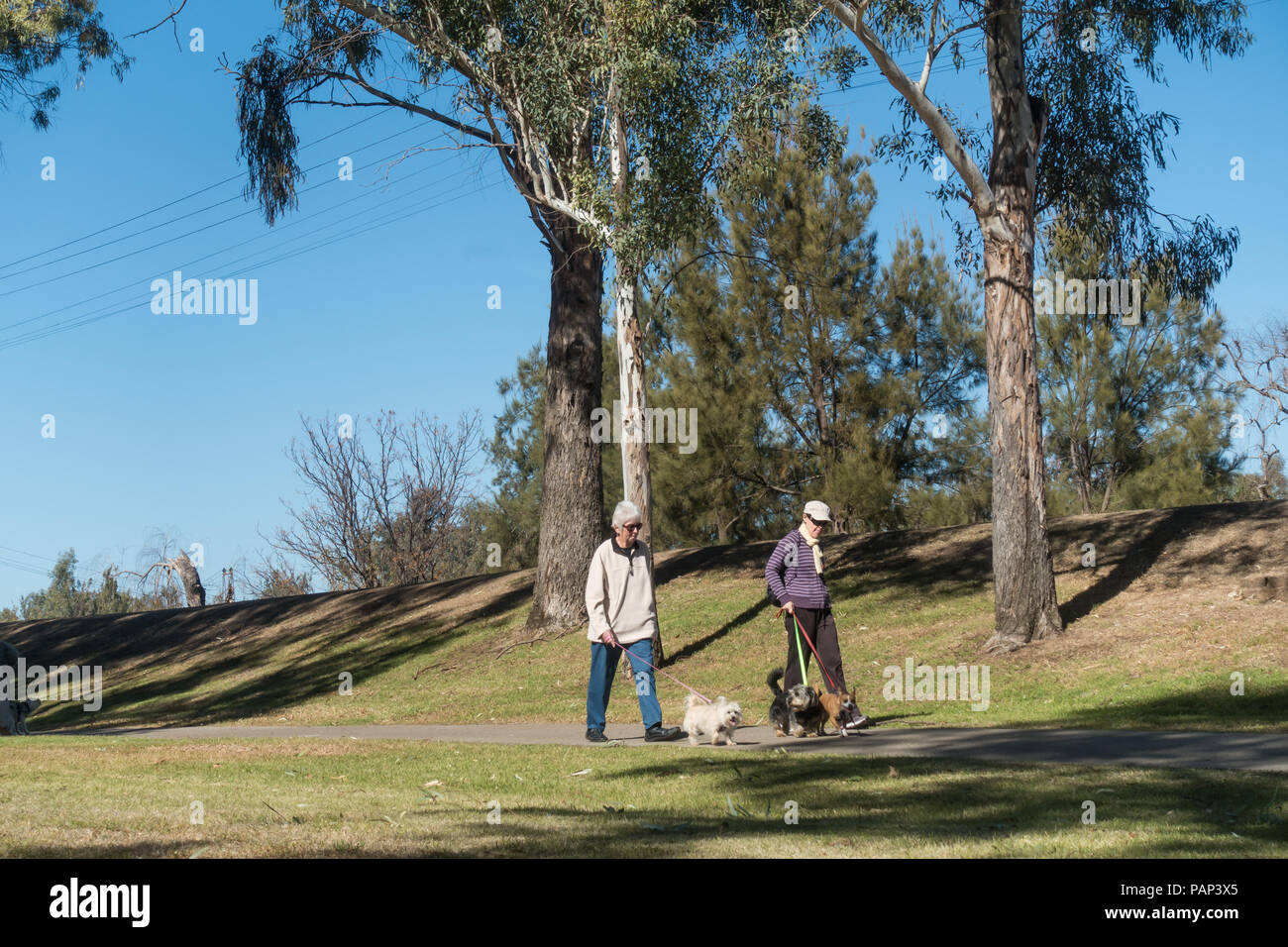 Ein älteres Ehepaar wandern ihre Hunde in den Bicentennial Park Tamworth NSW Australien. Stockfoto