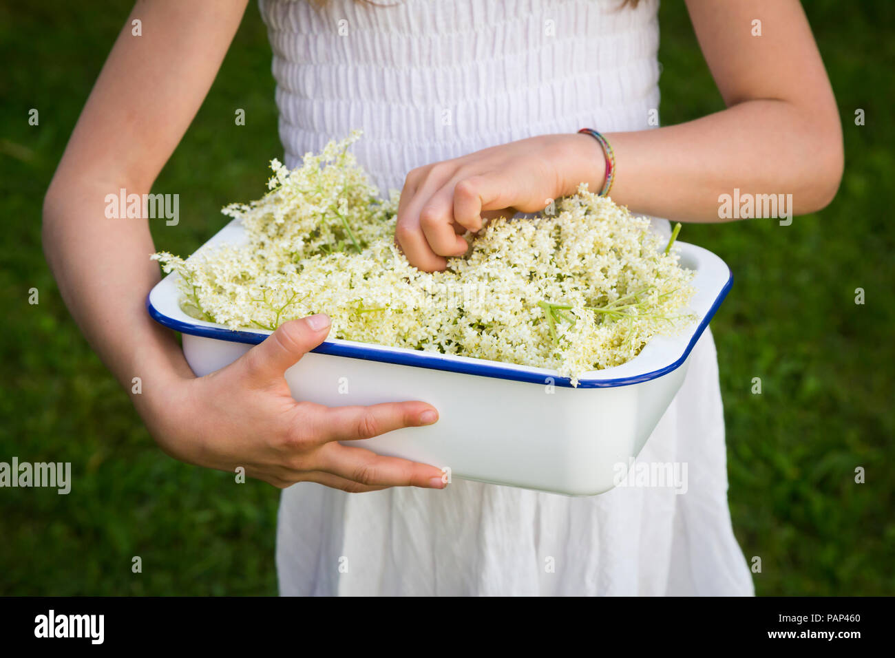 Mädchen, dass Schüssel abgeholt elderflowers, Teilansicht Stockfoto