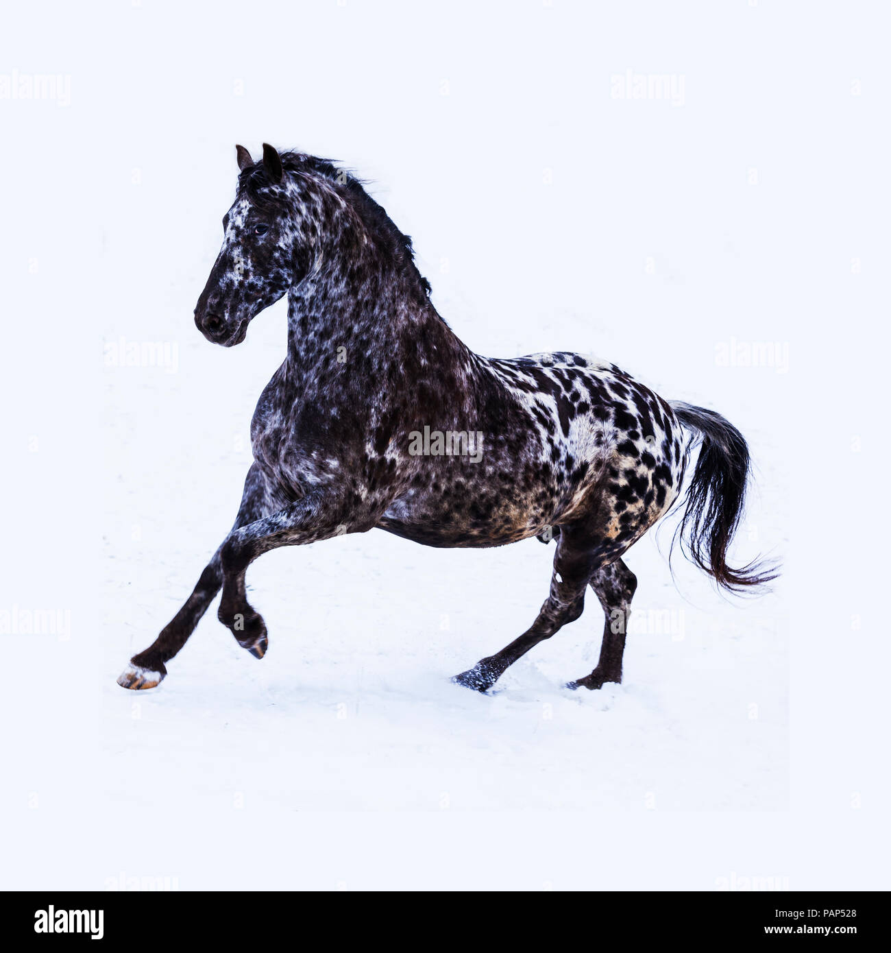 Das Friesische Pferd im Winter Stockfoto