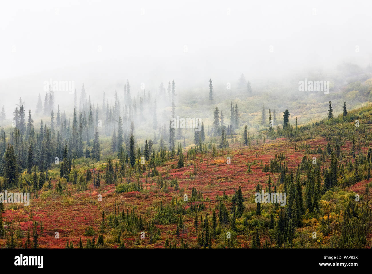 USA, Alaska, Herbst in Denali National Park Stockfoto